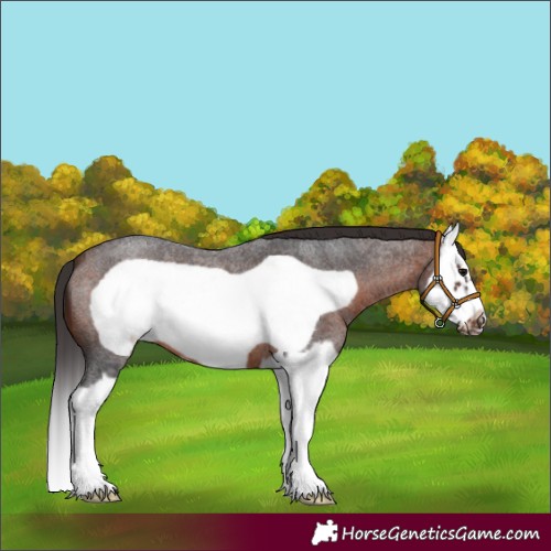 Horse Color:Brown Roan Splash Frame 