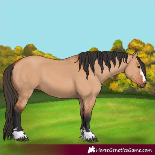 Horse Color:Bay Dun