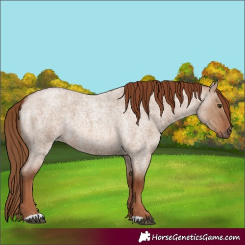 Horse Color:Red Dun Roan 