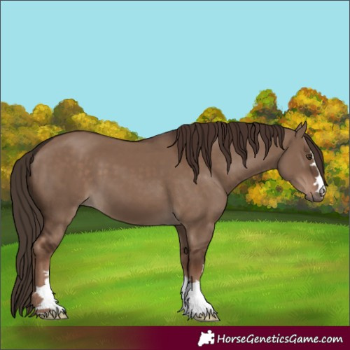 Horse Color:Liver Red Dun 
