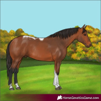 Horse Color:Bay Tobiano Rabicano 