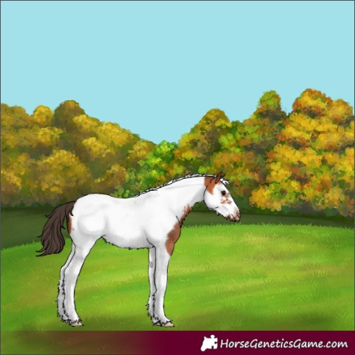 Horse Color:Bay Splash Tobiano Frame