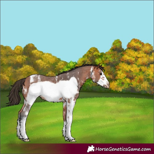 Horse Color:Bay Sabino Frame Appaloosa 