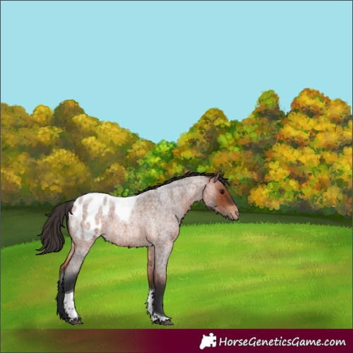 Horse Color:Bay Roan Tobiano Appaloosa