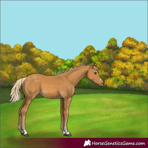 Horse Color:Palomino 