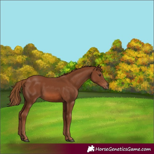 Horse Color:Chestnut 