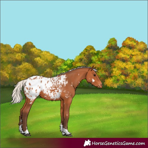 Horse Color:White Spotted Silver Bay Tobiano Appaloosa 