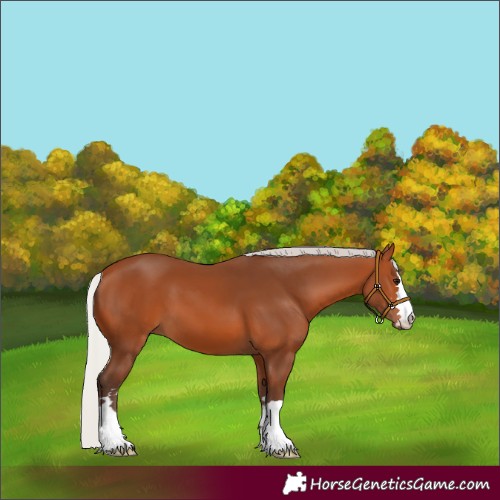 Horse Color:Silver Bay 