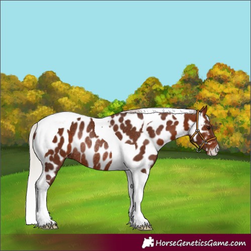 Horse Color:Silver Bay Tobiano Near Leopard Rabicano 