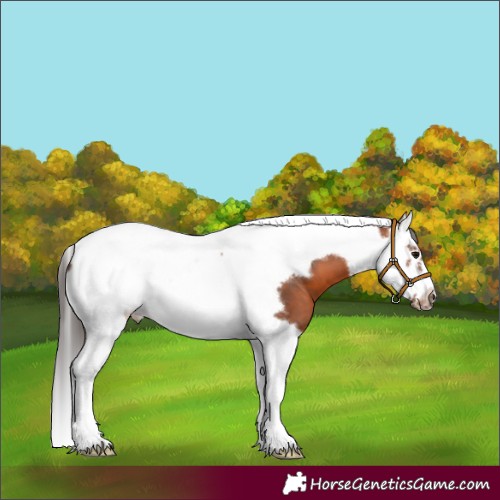 Horse Color:Bay Splash Tobiano Frame 