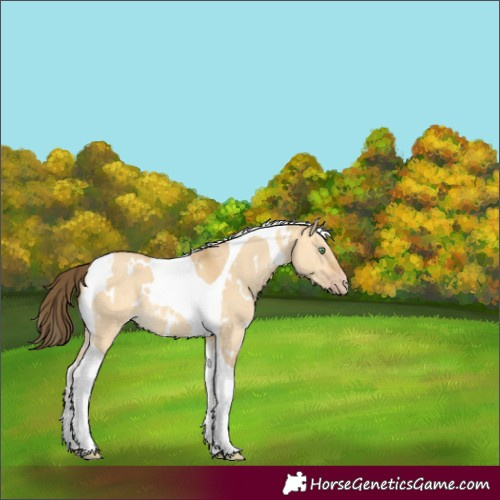 Horse Color:White Spotted Amber Cream Champagne Dun Tobiano