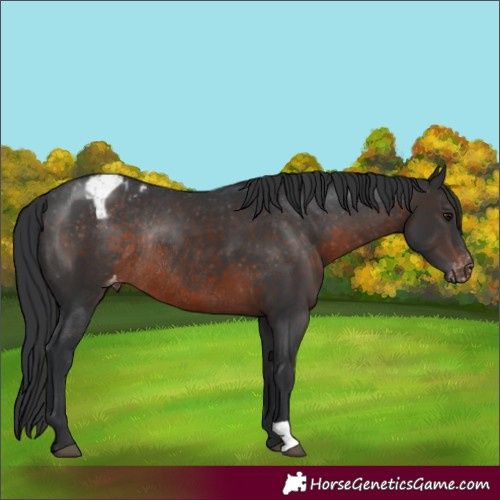 Horse Color:Brown Appaloosa Rabicano