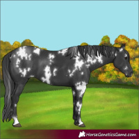 Horse Color:White Spotted Black