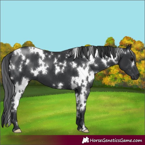 Horse Color:White Spotted Black 