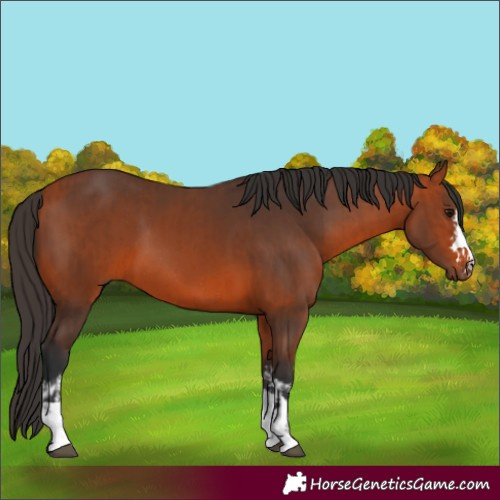Horse Color:Bay Rabicano  and Bay Rabicano 