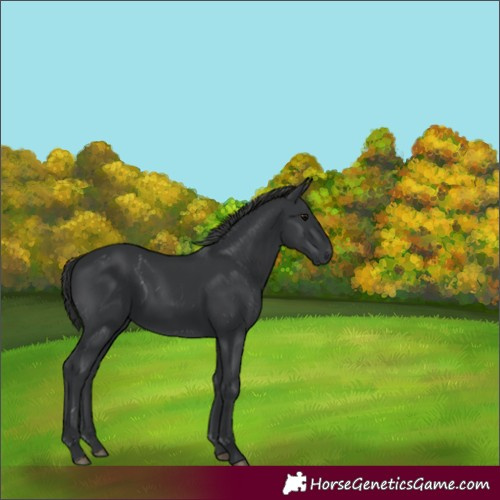 Horse Color:Black 