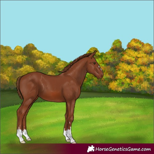 Horse Color:Chestnut 