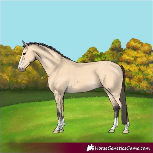 Horse Color:Buckskin