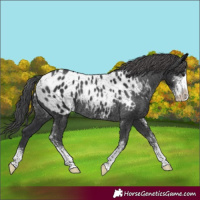 Horse Color:Black Sabino Appaloosa Rabicano