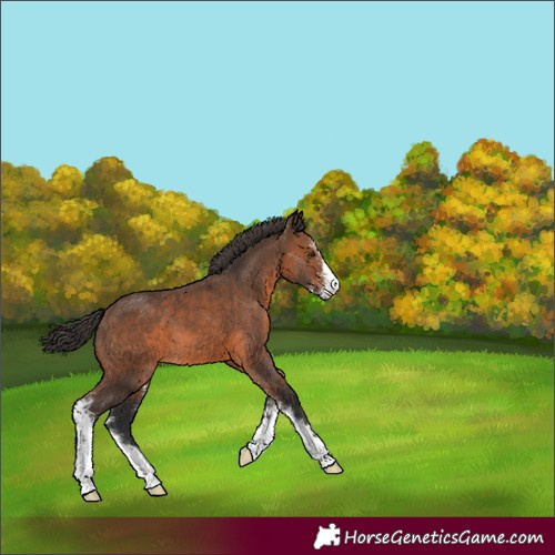 Horse Color:Brown Sabino 