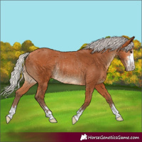 Horse Color:Silver Bay Rabicano 