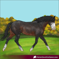 Horse Color:Brown Sabino Rabicano 