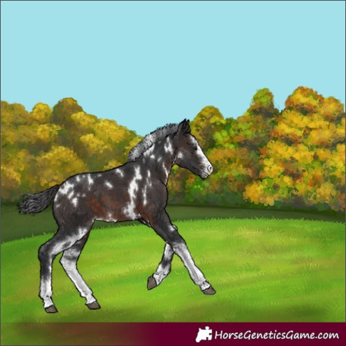Horse Color:White Spotted Brown Sabino 