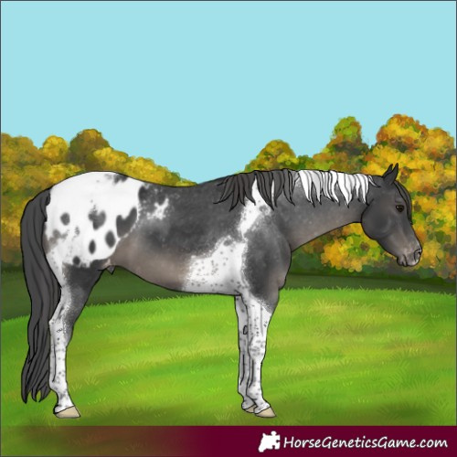 Horse Color:Black Tobiano Appaloosa 