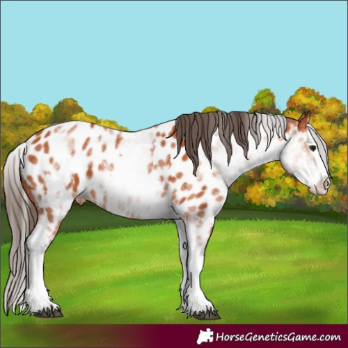 Horse Color:White Spotted Bay Splash Appaloosa 