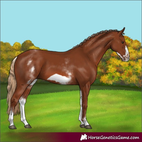 Horse Color:White Spotted Chestnut Frame