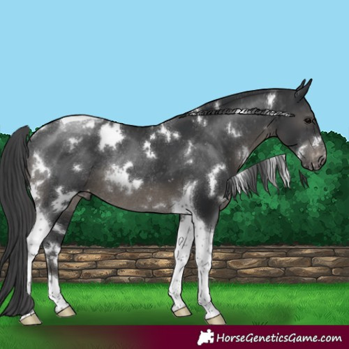 Horse Color:White Spotted Black Tobiano Appaloosa Rabicano 