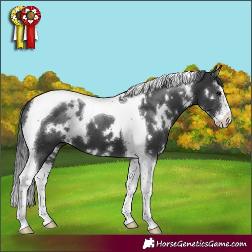 Horse Color:White Spotted Black Splash Tobiano 