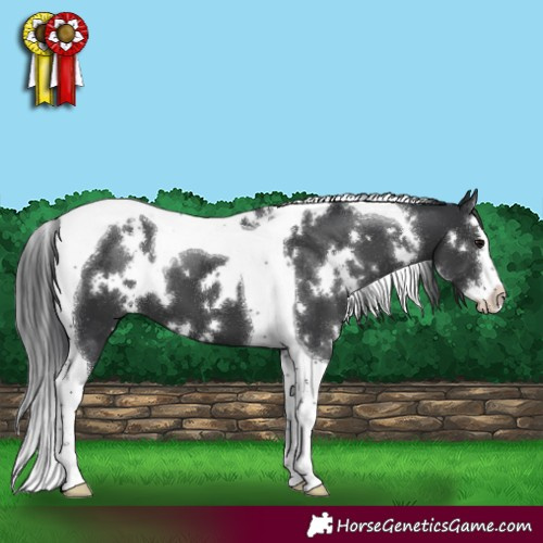 Horse Color:White Spotted Black Splash Tobiano 