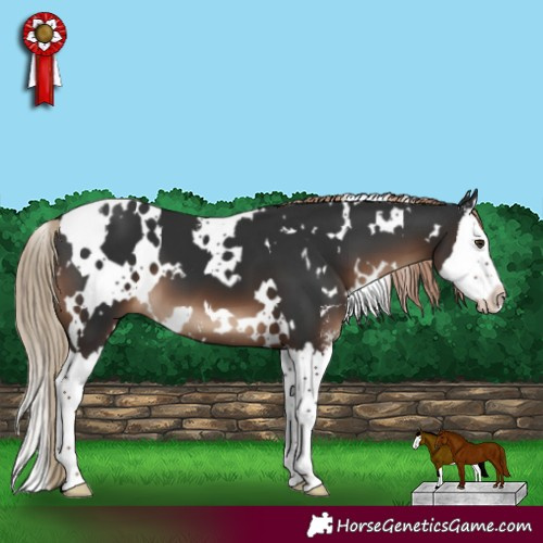 Horse Color:White Spotted Liver Chestnut Sabino Splash 