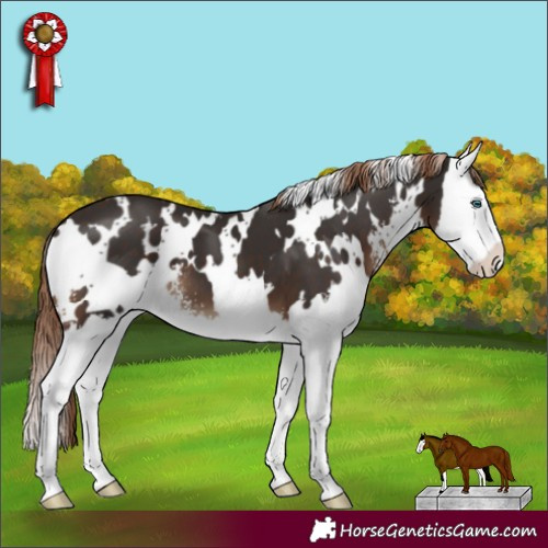 Horse Color:White Spotted Liver Chestnut Sabino Splash 