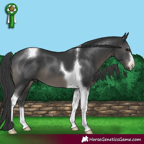 Horse Color:Black Tobiano 