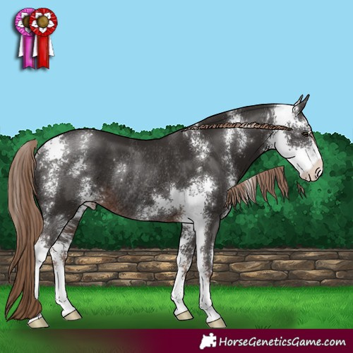 Horse Color:Liver Chestnut Sabino Rabicano 