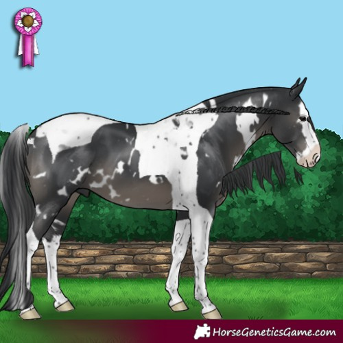 Horse Color:White Spotted Black Splash Tobiano 
