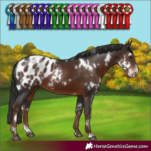 Horse Color:White Spotted Liver Chestnut Sabino Appaloosa 
