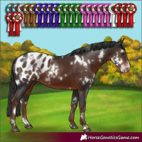 Horse Color:White Spotted Liver Chestnut Sabino Appaloosa