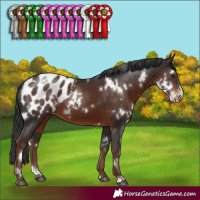 Horse Color:White Spotted Liver Chestnut Sabino Appaloosa
