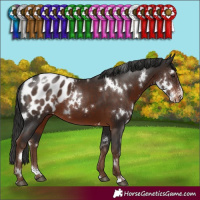 Horse Color:White Spotted Liver Chestnut Sabino Appaloosa