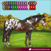 Horse Color:White Spotted Liver Chestnut Sabino Appaloosa