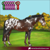 Horse Color:White Spotted Liver Chestnut Sabino Appaloosa