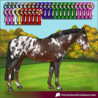 Horse Color:White Spotted Liver Chestnut Sabino Blanket 