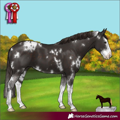 Horse Color:White Spotted Liver Chestnut Sabino Splash 