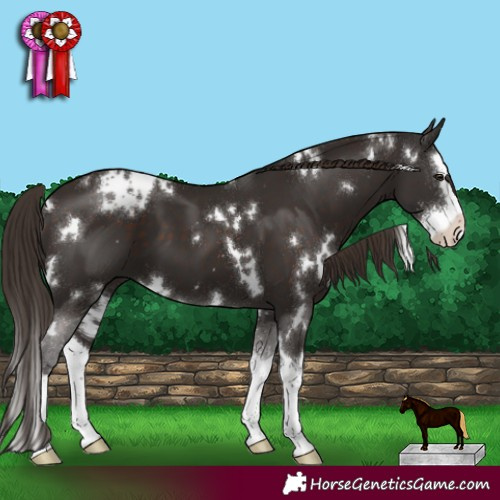 Horse Color:White Spotted Liver Chestnut Sabino Splash 