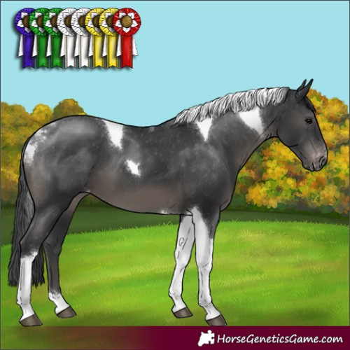 Horse Color:Black Tobiano Appaloosa 