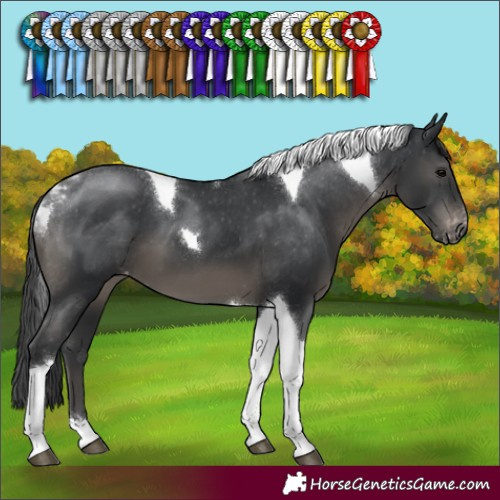 Horse Color:Black Tobiano Appaloosa 