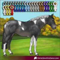 Horse Color:Black Tobiano Varnish 